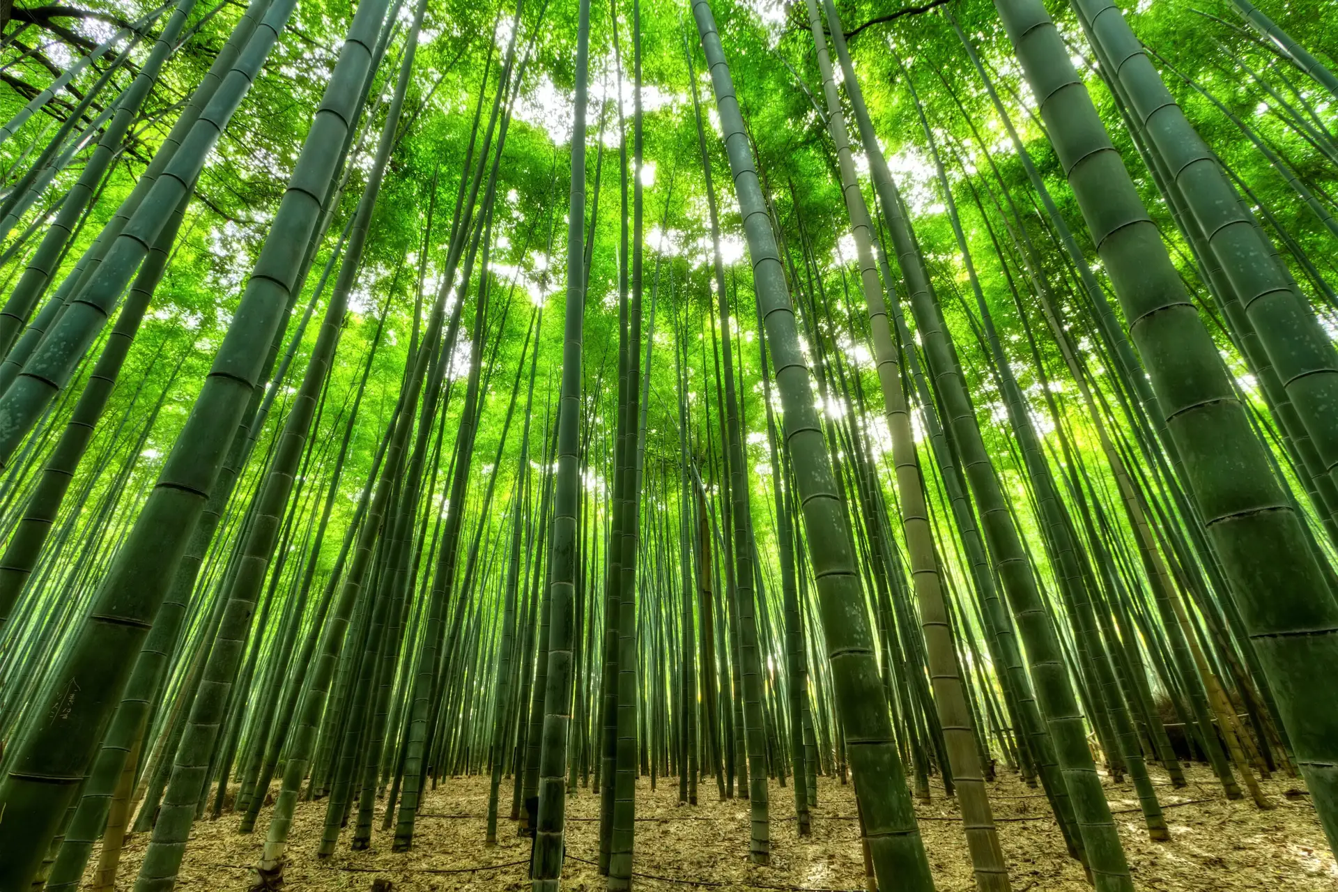 Light coming through a vibrant green forest