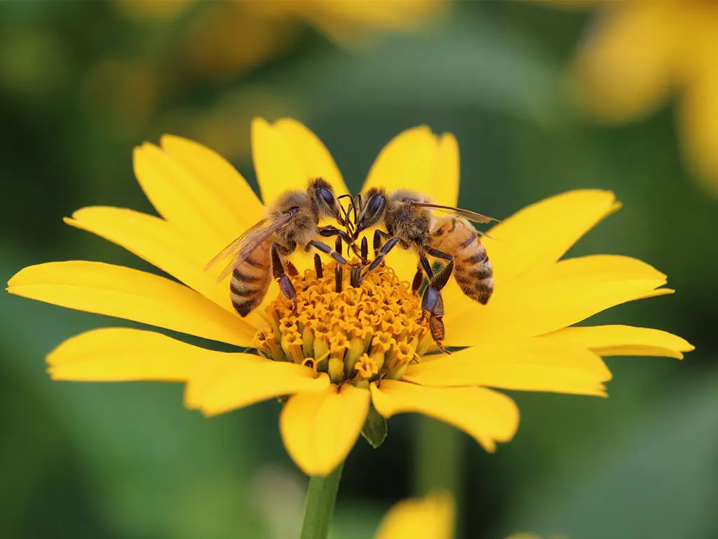 Two bees getting nectar from a yellow flower demonstrating a sustainable garden.