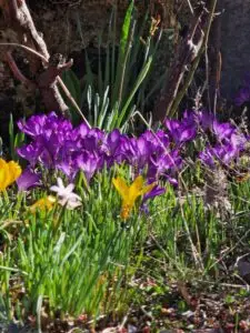 Spring purple and yellow crocus in the sunshine