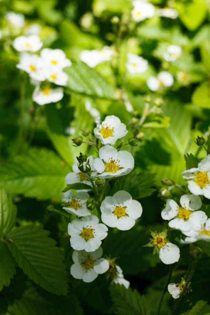 Wild strawberry plant with white flowers