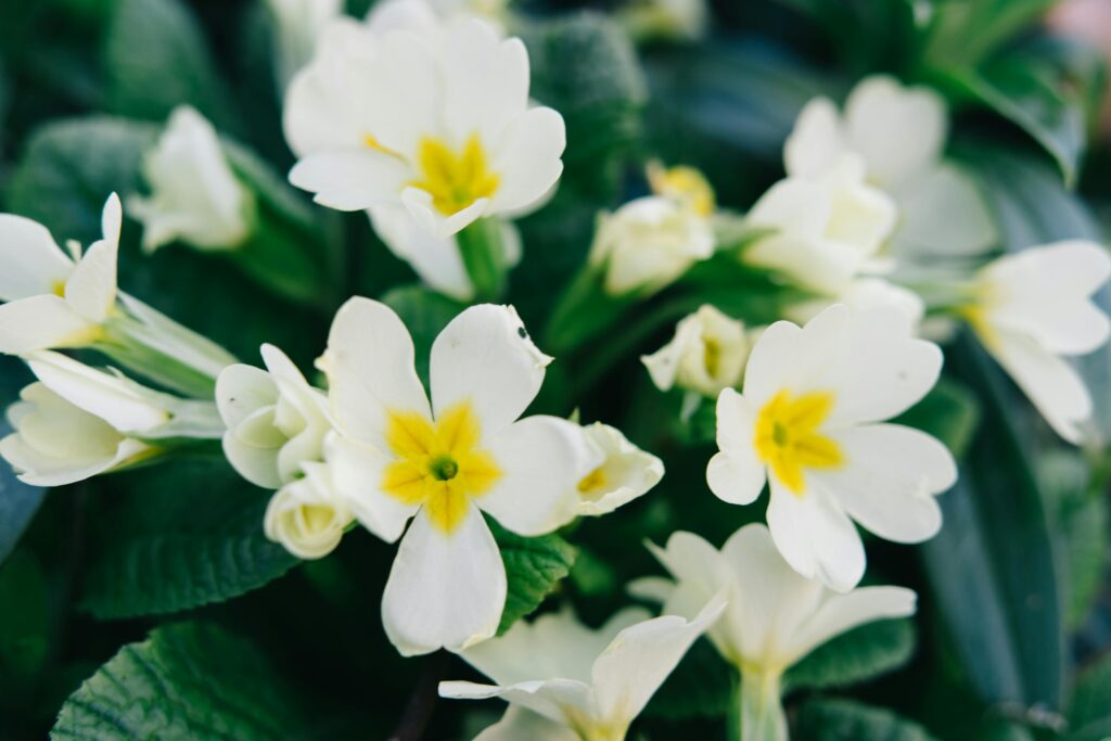 Primose flowers with a yellow centre and white petals.