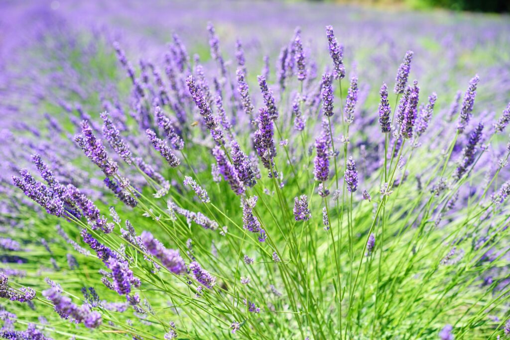 Purple lavender plant