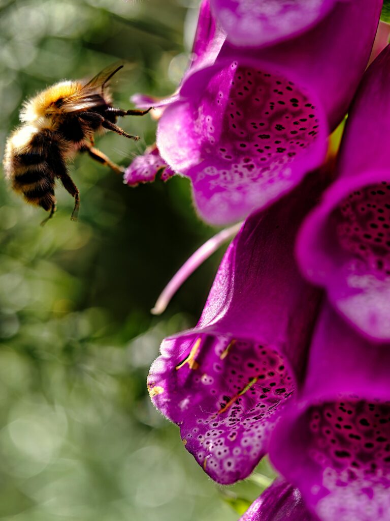 Bee about to land on a pink foxglove flower.