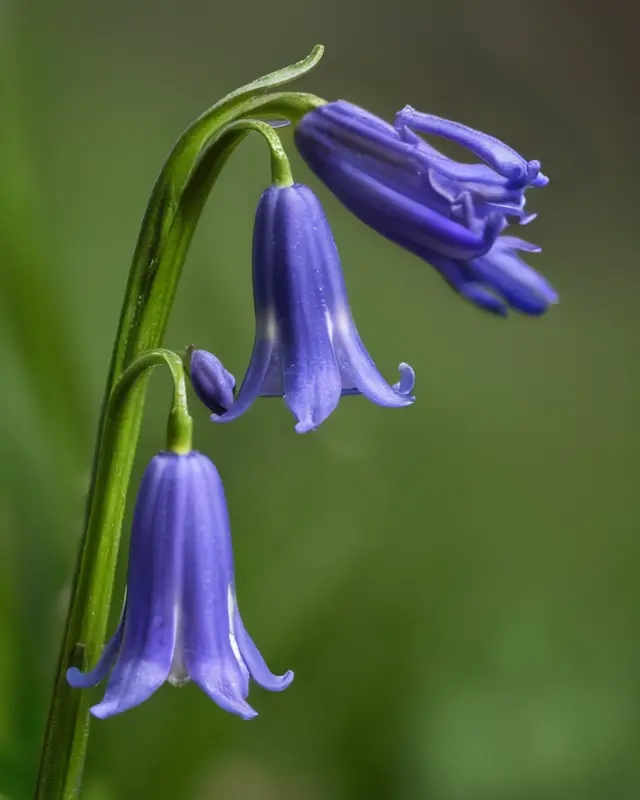 Three bluebells with a green background